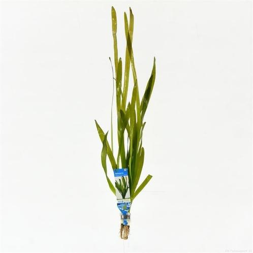 Vallisneria giganthea rubra - aquariumplant, Dieren en Toebehoren, Vissen | Aquaria en Toebehoren, Plant(en), Steen of Hout, Nieuw