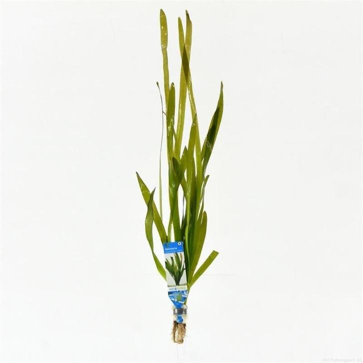 Vallisneria giganthea rubra - aquariumplant, Dieren en Toebehoren, Vissen | Aquaria en Toebehoren, Plant(en), Steen of Hout, Nieuw