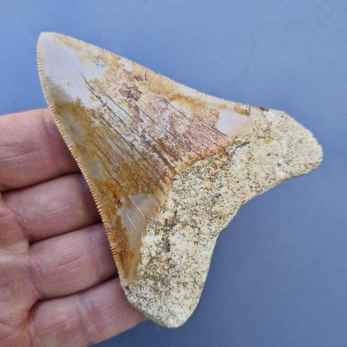Megalodon Shark - Fossiele tand - megaselachus megalodon -, Verzamelen, Mineralen en Fossielen