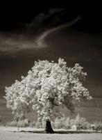 Hans Vos - Tree, Nature in infrared, Antiek en Kunst