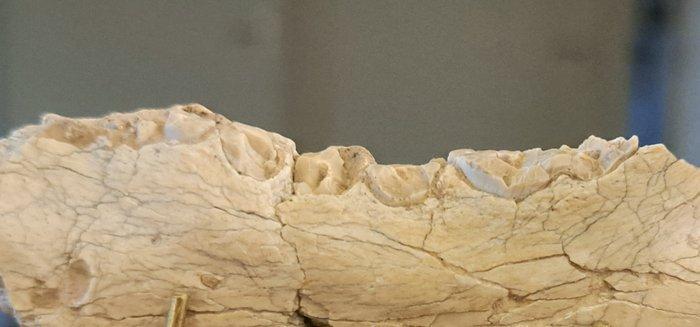 Hoplophoneus sabeltijger kat Nimvarid - Gedeeltelijke kaak, Collections, Minéraux & Fossiles