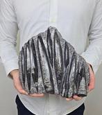 Orthoceras - Gefossiliseerd dier - 32 cm - 18 cm