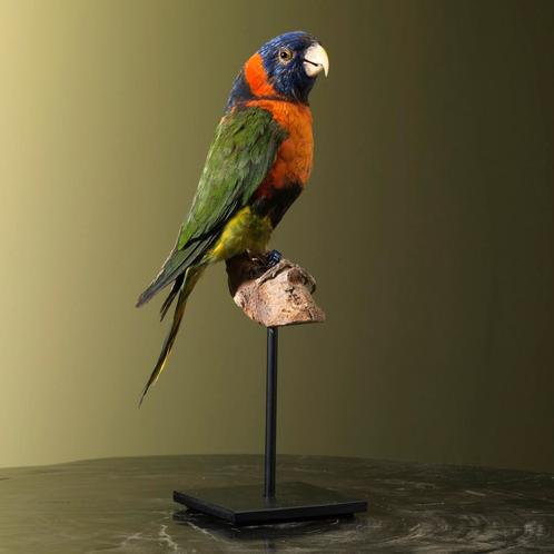 Roodhalsregenbooglori Taxidermie Opgezette Dieren By Max, Collections, Collections Animaux, Enlèvement ou Envoi