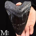 Fossiele Megalodon Tand – Miocene – Pliocene (ca. 23 – 3,6