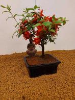 Azalea bonsai (Rhododendron) - Hoogte (boom): 20 cm - Diepte