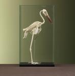 Abdims Ooievaar Skelet Taxidermie Opgezette Dieren By Max, Ophalen of Verzenden, Nieuw, Vogel, Opgezet dier