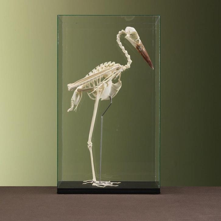 Abdims Ooievaar Skelet Taxidermie Opgezette Dieren By Max, Verzamelen, Dierenverzamelingen, Opgezet dier, Nieuw, Vogel, Ophalen of Verzenden