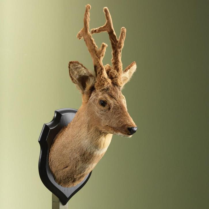 Reebok Wintervacht Taxidermie Opgezette Dieren By Max, Verzamelen, Dierenverzamelingen, Opgezet dier, Nieuw, Wild dier, Ophalen of Verzenden