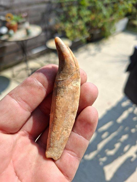 Grotbeer Verzameling - Fossiele matrix - Ursus spelaeus, Verzamelen, Mineralen en Fossielen