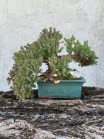 Jeneverbes bonsai (Juniperus) - Hoogte (boom): 16 cm -