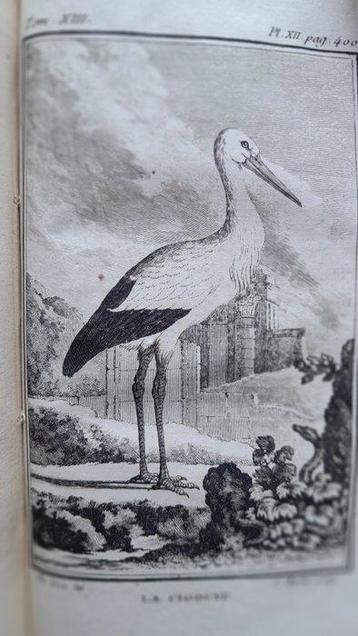 Buffon - Histoire des oiseaux [tome 13] / Histoire des
