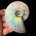 Opaal gemaakte fossiele ammoniet - Zeeschelp - Cretaceo