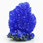 Werelds grootste XXL KONINGSBLAUW! Elektrisch Blauw