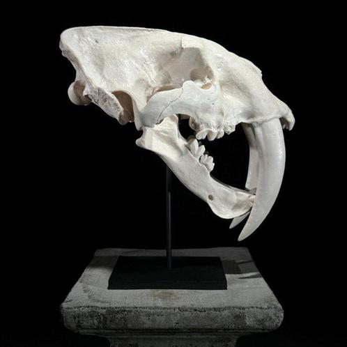 GEEN RESERVEPRIJS - Replica van Sabeltandschedel op, Verzamelen, Dierenverzamelingen