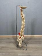 Anatomisch model - kunststof - 1980-1990, Zeer groot