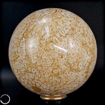 Corail fossile naturel extrêmement rare Sphère, Australie-