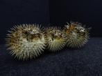 Three Large Porcupine Fishes Taxidermie volledige montage -, Collections, Collections Animaux