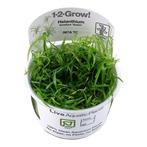 Helanthium tenellum Green - In Vitro, Verzenden, Nieuw