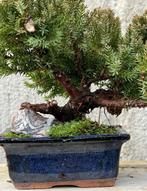 Jeneverbes bonsai (Juniperus) - Hoogte (boom): 10 cm -