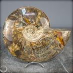 Ammolite rare naturel couleur ammonite fossile- 2664.39 g, Nieuw