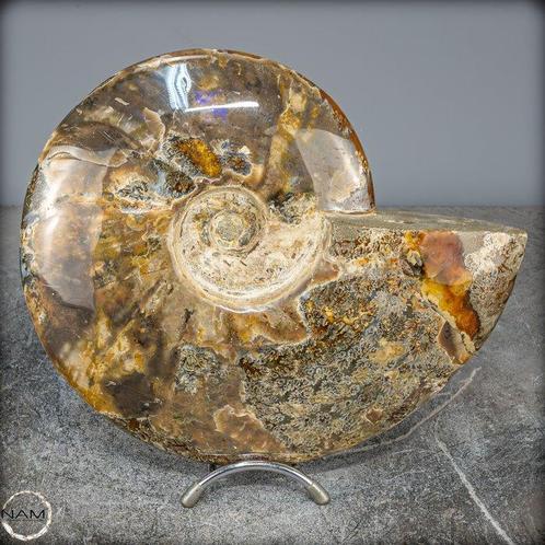 Ammolite rare naturel couleur ammonite fossile- 2664.39 g, Verzamelen, Dierenverzamelingen