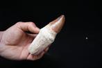 Mosasaurus - Fossiele tand - Prognathodon sp. - 12.3 cm, Verzamelen