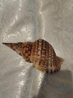 Conque Coquillage marin - Charonia tritonis (Sans prix de, Nieuw