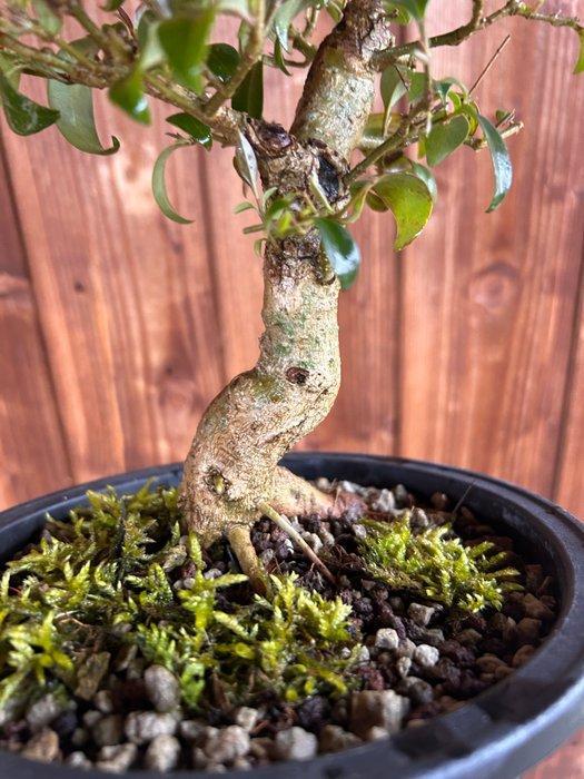 Liguster bonsai (Ligustrum) - Hoogte (boom): 25 cm - Diepte, Antiquités & Art, Curiosités & Brocante