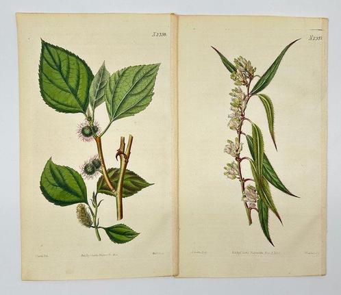 0 William Curtis - Set of 2 Botanical Prints – Burdock &, Antiek en Kunst, Curiosa en Brocante