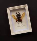 Kever Support de corps entier pour taxidermie -, Nieuw