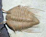Elegante Encrinuridae-trilobiet - Fossiel rugschild - Cybele, Collections