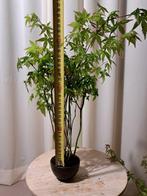 Acer yamamomiji forrest - Hoogte (boom): 35 cm - Diepte