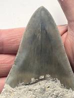 Megalodon tand 11,5 cm - Fossiele tand - Carcharocles, Verzamelen, Mineralen en Fossielen