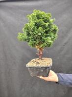 Hinoki cipres bonsai (Chamaecyparis obtusa) - Hoogte (boom):