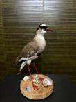 Opgezette Vogel Taxidermie Opgezette Dieren By Max