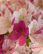 ‘Kaminoyamakirin’ Satsuki Azalea bonsai - Hoogte (boom): 22