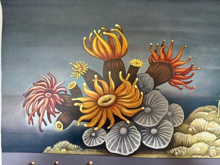 Jung Koch Quentell, anemoon - Schoolkaart - Linnen, Antiek en Kunst, Curiosa en Brocante