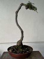 Oak bonsai (Quercus) - Hoogte (boom): 40 cm - Diepte (boom):, Antiek en Kunst