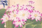 Cineraria - Series: Western plants and flowers album Seiyo