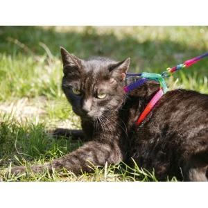 Harnais pour chat rainbow multicolor, Animaux & Accessoires, Accessoires pour chats
