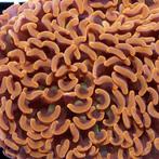 Euphyllia Ancora Ultra Neon Oranje S (Ong. 5-7 cm)