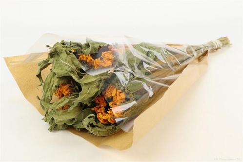 Zonnebloem sunflower helianthus bundel +/- 60cm droogbloemen, Hobby en Vrije tijd, Knutselen, Nieuw
