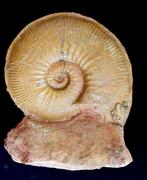 Ammoniet - Gefossiliseerde schelp - Planammatoceras, Verzamelen