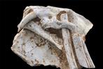 Sabeltandkat - Fossiele matrix - Megantere - 30 cm - 22 cm