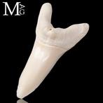 Requin Ensemble de dents - Isurus oxyrinchus - 52 mm - 26.5