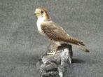 Roodkopvalk Taxidermie volledige montage - Falco chicquera -, Nieuw