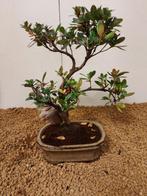 Azalea bonsai (Rhododendron) - Hoogte (boom): 23 cm - Diepte