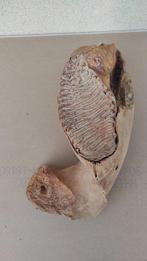 Wolharige mammoet - Fossiele kies - 20 cm - 45 cm