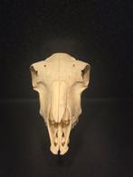 Geit Schedel - Capra aegagrus hircus - 15 cm - 24 cm - 13, Nieuw