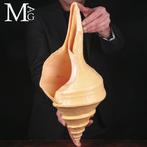 Speciale Kwaliteit AAA - zeeschelp - Conchiglia Marina -